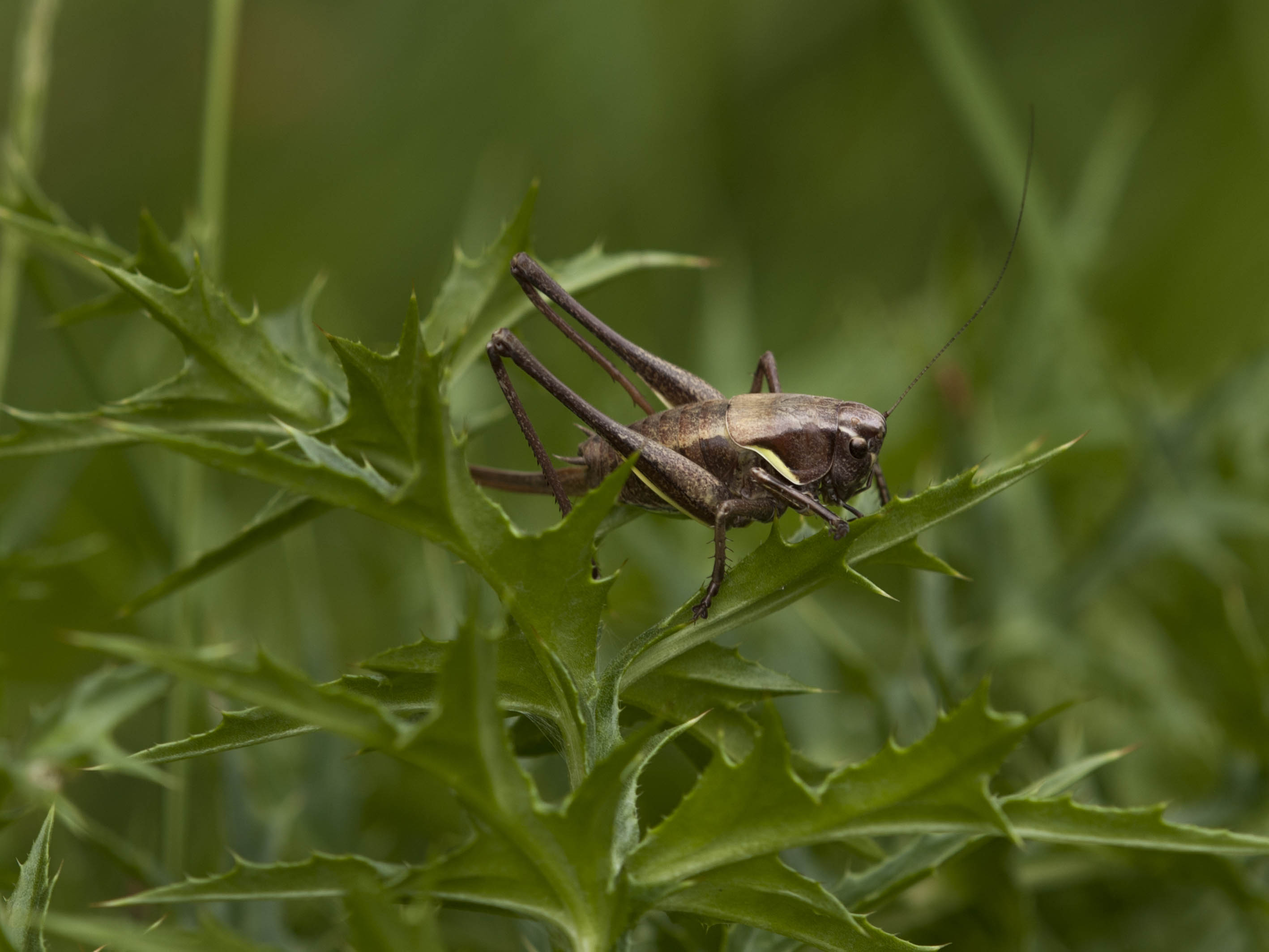 Tettigoniidae da  ID